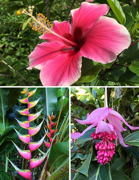 Pink Tropical Flowers With Photos And Planting Tips Hubpages