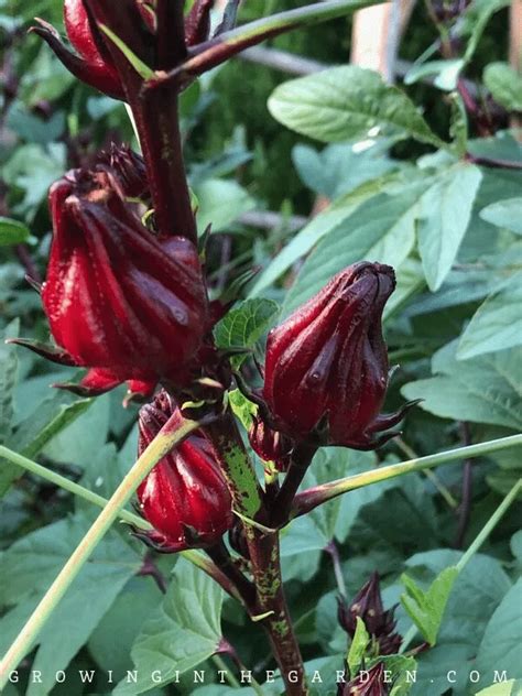 How To Grow Roselle Hibiscus Growing Jamaican Sorrel Growing In The