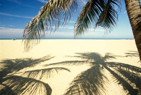 Premium Photo Shadow Of Palm Trees At Sandy Beach