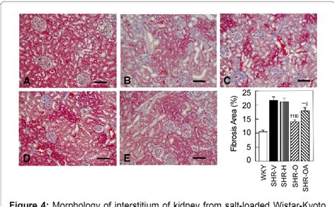 Figure 2 From Olmesartan Improves The Formation Of Impaired Epcs And