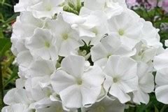 Вайт Спарр флокс