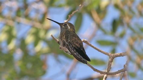 Colibri Calliope Photos Futura