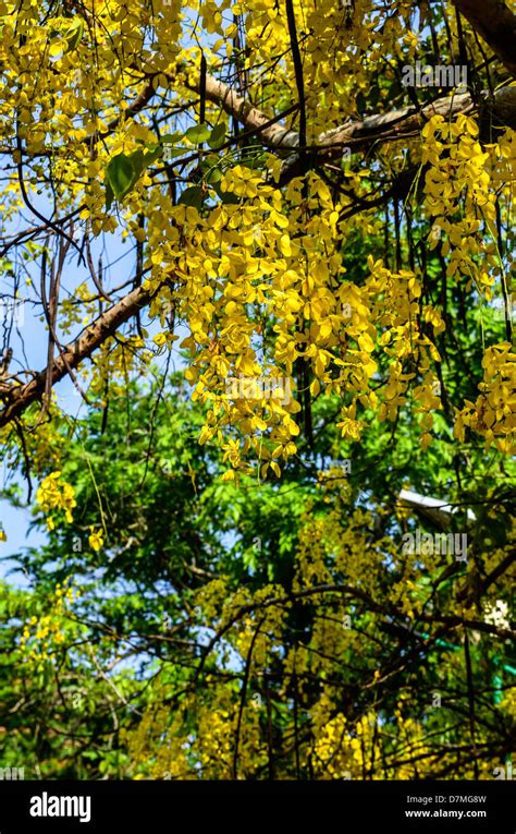 árbol De Lluvia Dorada Fotografías E Imágenes De Alta Resolución Alamy