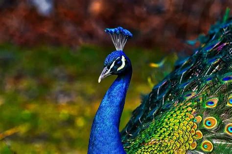 3 Types Of Peacocks Plus Interesting Facts