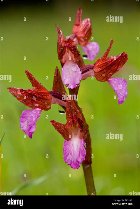 Pink Butterfly Orchid Orchis Papilionacea On The Gargano Peninsula