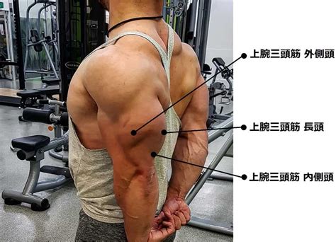 上腕三頭筋 の正しい筋トレ方法｜極太でメリハリのある三頭筋の鍛え方 ワークアウトサイエンス