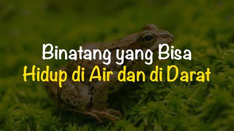 Binatang Yang Bisa Hidup Di Air Dan Di Darat Dan Contohnya