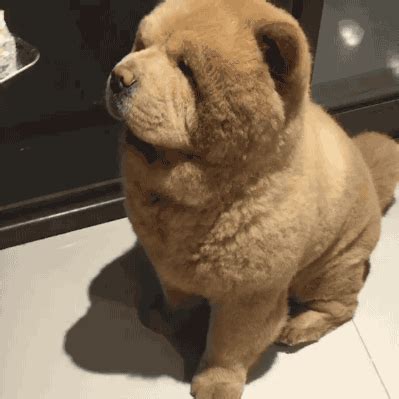 bear doggo. adorable gif | WiffleGif