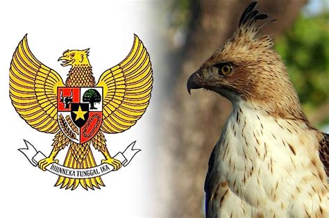 Burung Garuda Ada Atau Tidak