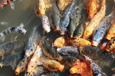 Ikan Koi Jual Koi Sanke Koi Kohaku Komet Shiro Goromo