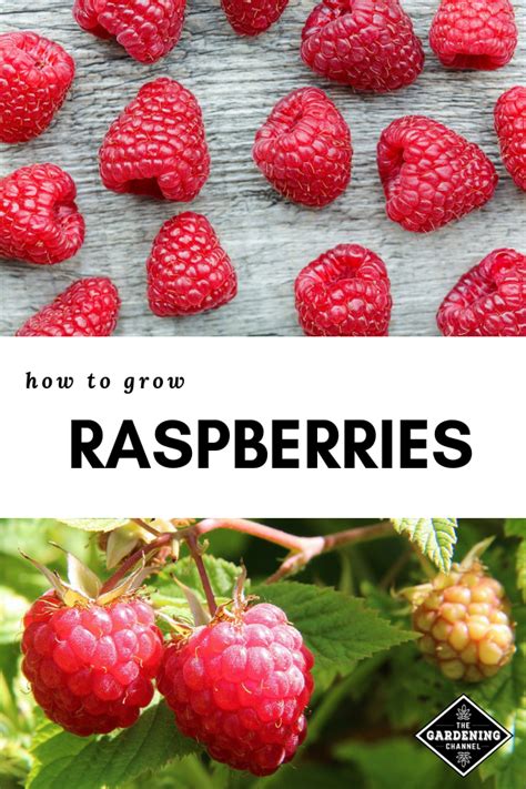 How To Grow Your Own Raspberries Raspberry Plants Growing Raspberries Growing Fruit