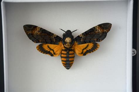 Moth In display frame - Acherontia atropos - 15×18×5.5 cm - - Catawiki