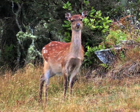 Stunning Sika Deer: The Most Eye-Catching Deer in NZ - Poronui Hunting