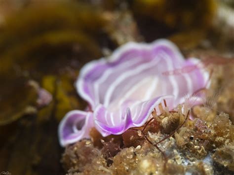 Pink Flatworm Prostheceraeus Roseus For More Marine Life Flickr