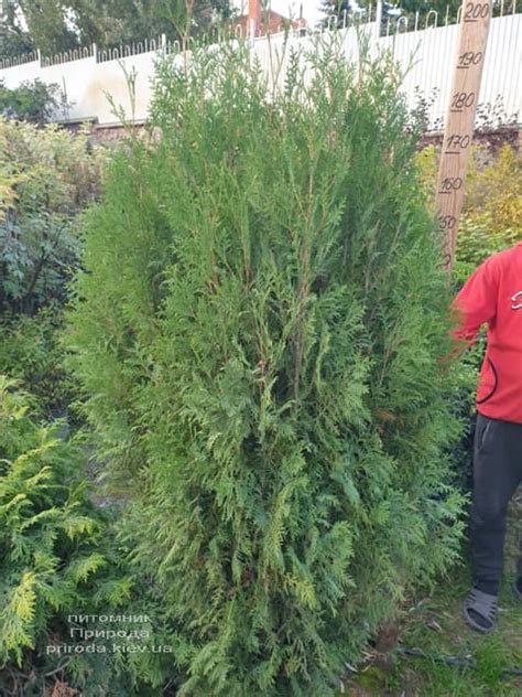 Туя западная Вагнери Купить Киев цена фото описание Туи западной ...