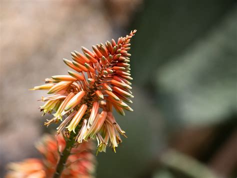 2 000 Free Cactus Flower And Cactus Images Pixabay