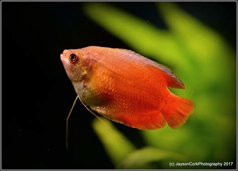 12 Best Compatible Gourami Tank Mates [Massive List & Care Guide]