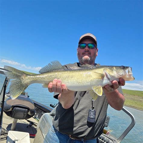 Lake Oahe Fishing Report - Gettysburg - Whitlock Bay