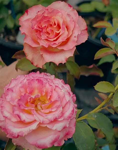 Memphis Rose Plant|孟菲斯