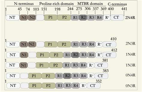 Schematic Representation Of The Protein Structures Of Tau Six Tau