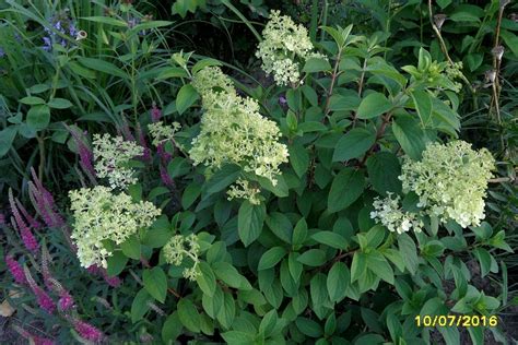 Zielono Zakr Ceni Hortensja Bukietowa Hydrangea Paniculata Bobo