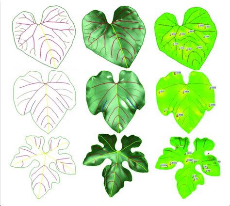 Three Examples Of 3d Leaf Modeling From Left To Right Hierarchical