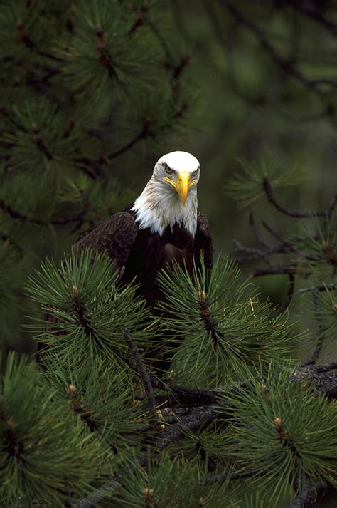 Bald Eagle Perched In Fir Tree Photograph By Jeff Lepore Fine Art America