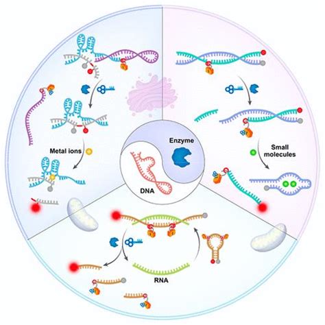 Enzyme Triggered Dna Sensor Technology For Spatially Controlled Cell