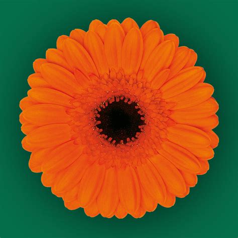 Caramba - Hollandia