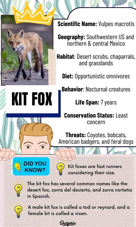 Kit Fox: The Amazing Desert Dweller