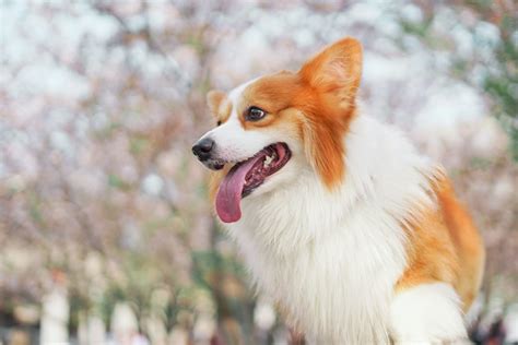 Pembroke Welsh Corgi Size Guide: Size Chart & Growth Calculator