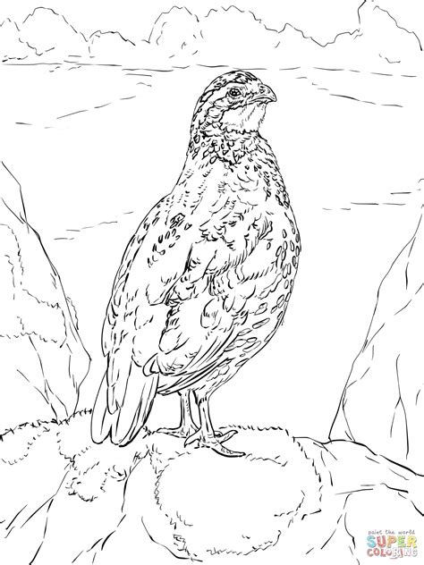 California Quail Drawing at GetDrawings | Free download