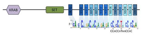 The three domains of PRDM9, along with the binding prediction for the ... 