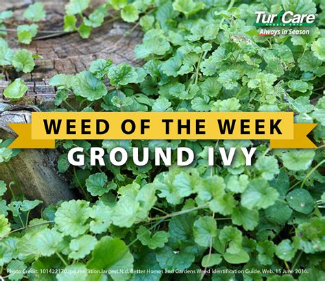 Weed Of The Week Ground Ivy