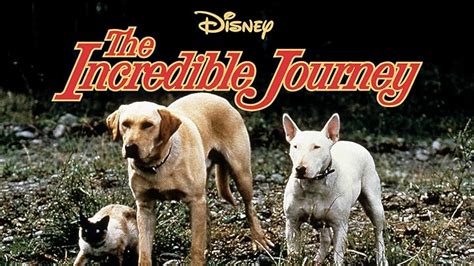 Watch The Incredible Journey 1963 Prime Video