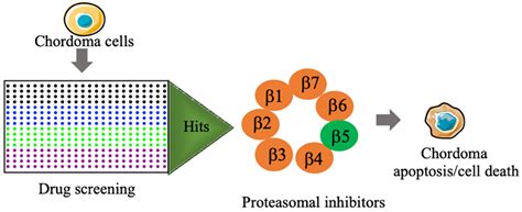 Pharmaceutics Free Full Text High Throughputhigh Content Imaging