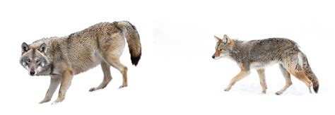 Coyote Vs Wolf Simple Tips To Spot The Difference