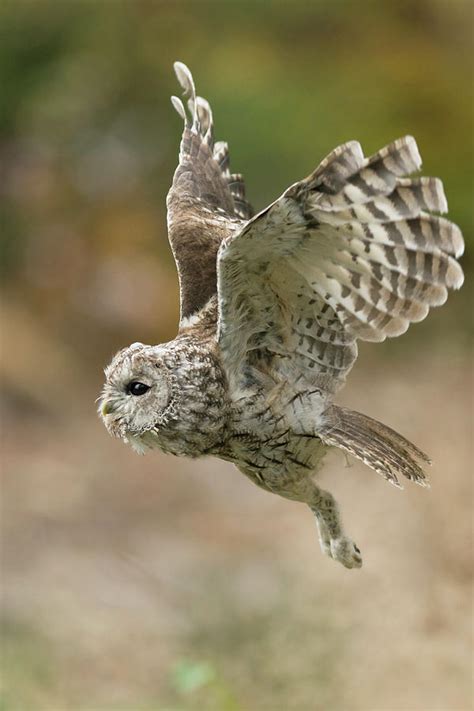 In Flight Tawny Owl Photograph By Ralf Kistowski Pixels