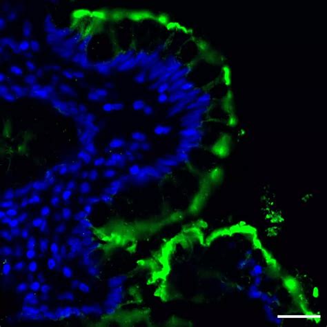 CD66e CEACAM5 Antibody Anti Human REAfinity Miltenyi Biotec USA