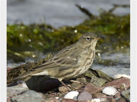 Details Rock Pipit Birdguides