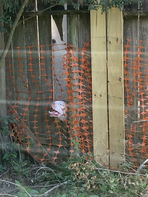 Neighbors react to a pitbull x rottweiler mix in the local park 23