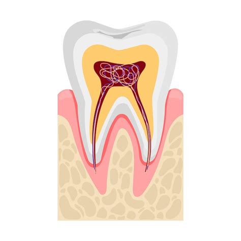 Anatomía Del Diente Humano En Sección Transversal Nervios Y Vasos