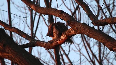 Male Great Horned Owl Grooms And Hoots February 23 2016 In Forest Park In St Louis Mo Usa