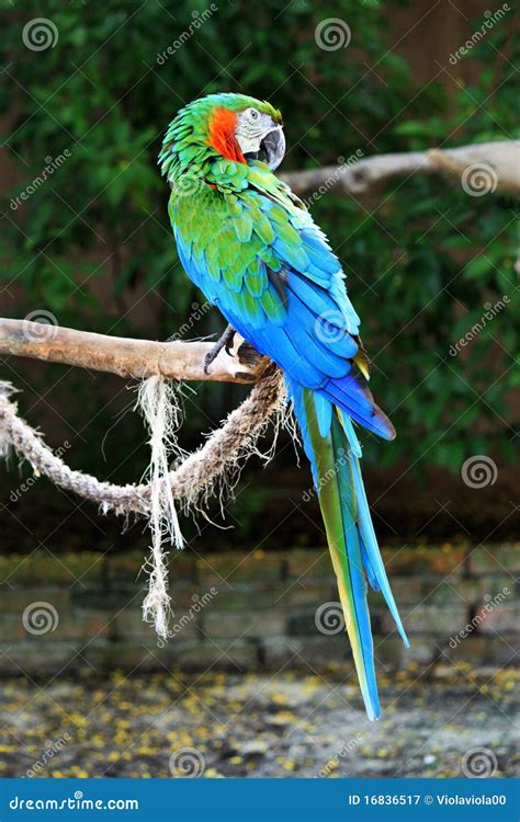 Colorful Green Blue Parrot Stock Image Image Of Climb 16836517