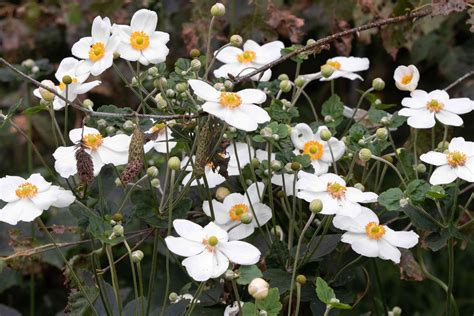 Anemone Honorine Jobert Plant Care And Growing Guide