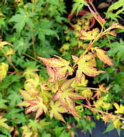 Клен Японский Катсура / H 50-60 / Acer Palmatum Katsura — Купить ...