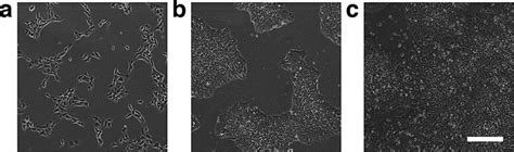 Representative Images Of Human Ipscs Grown On Matrigel Coated Cell