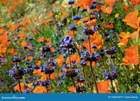 Purple Flowers Of Chia Sage Desert Chia Stock Image Image Of