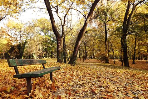 Wallpaper Sunlight Landscape Forest Fall Leaves Nature Grass