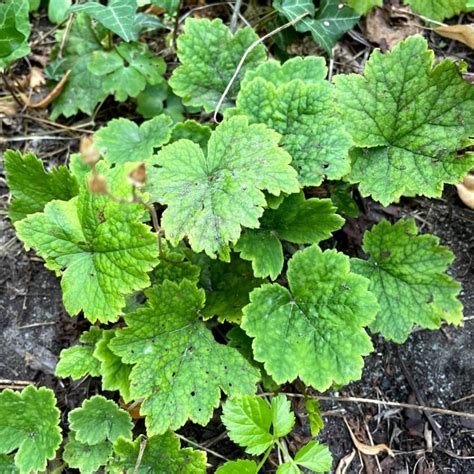 Falsche Alraunenwurzel Tellima Grandiflora